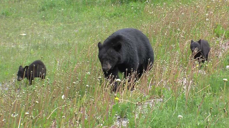 Black bear with two cubs (Ursus americanus) 2